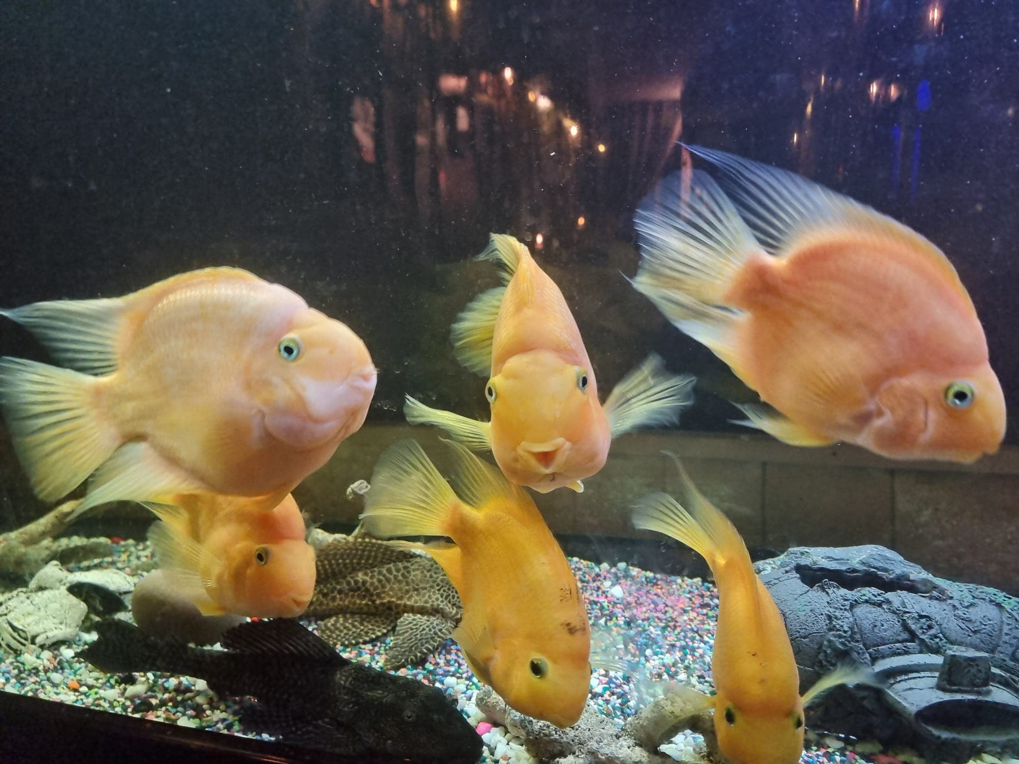 Dining at The Bear Inn